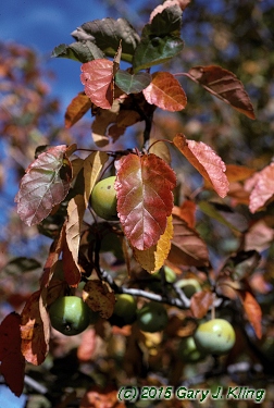 Malus ioensis