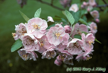 Malus ioensis 'Klehm's'