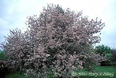 Malus ioensis 'Klehm's'