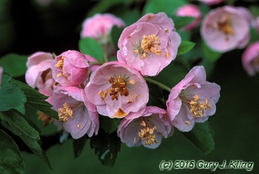 Malus ioensis 'Klehm's'