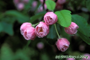 Malus ioensis 'Klehm's'