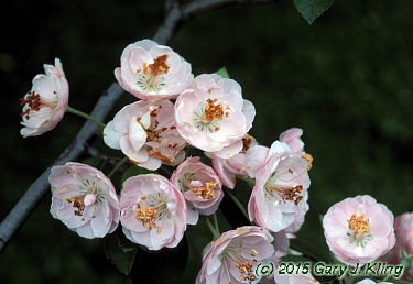 Malus ioensis 'Klehm's'