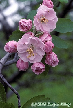Malus ioensis 'Klehm's'