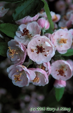 Malus ioensis 'Klehm's'