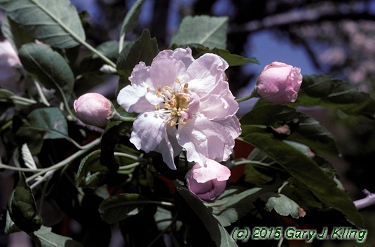 Malus ioensis 'Plena'