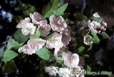 Malus ioensis 'Plena'