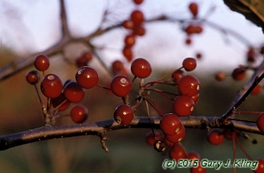 Malus x 'Indian Summer'