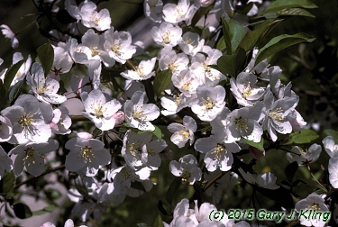 Malus x 'Mary Potter'