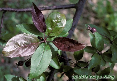 Malus x 'Prairifire'