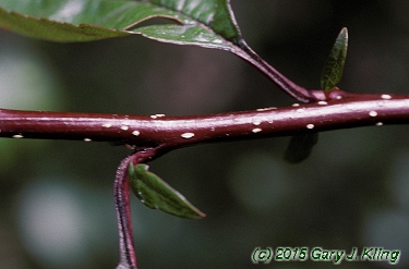 Malus x 'Prairifire'