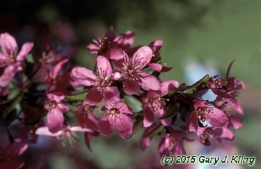 Malus x 'Prairifire'