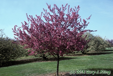 Malus x 'Prairifire'