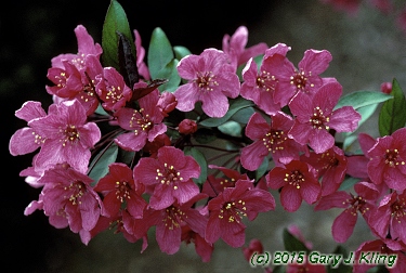 Malus x 'Prairifire'
