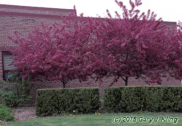 Malus x 'Prairifire'