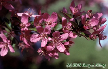 Malus x 'Prairifire'
