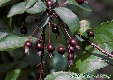 Malus x 'Prairifire'