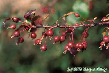 Malus x 'Prairifire'