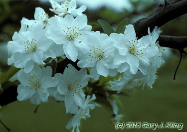 Malus x 'Pond White'