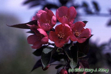Malus x 'Radiant'