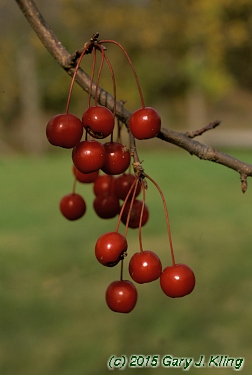 Malus x 'Red Jewel'