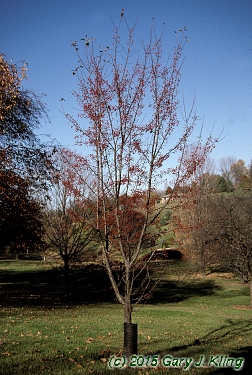 Malus x 'Red Jewel'