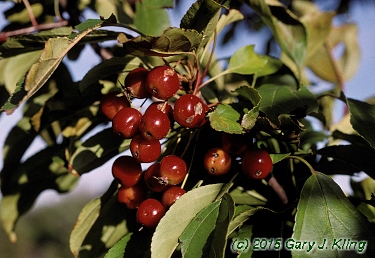 Malus x 'Red Jewel'