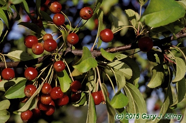 Malus x 'Red Jewel'