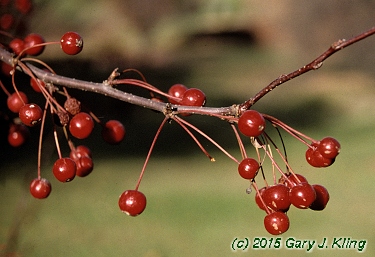 Malus x 'Red Jewel'