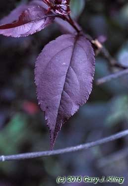 Malus x 'Royalty'