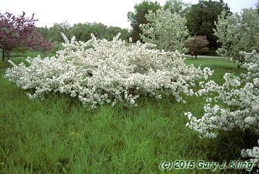Malus sargentii