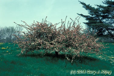 Malus sargentii