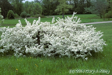 Malus sargentii