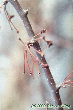 Malus sargentii
