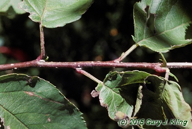 Malus sargentii