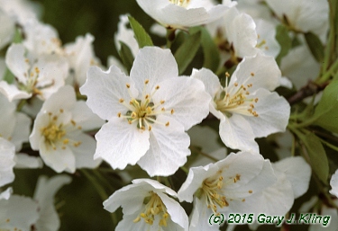 Malus sargentii