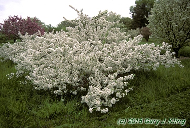Malus sargentii