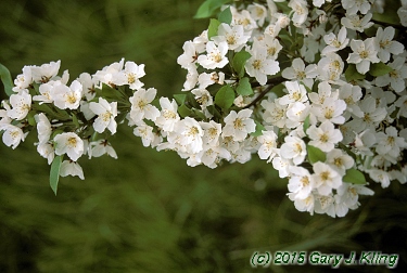 Malus sargentii