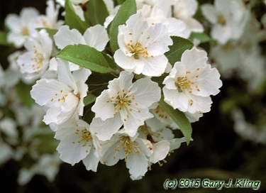 Malus sargentii
