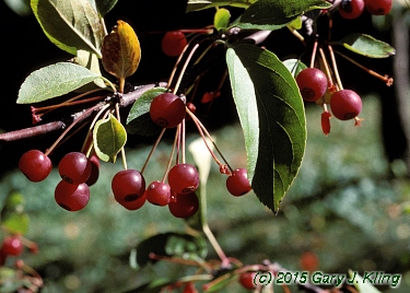 Malus sargentii