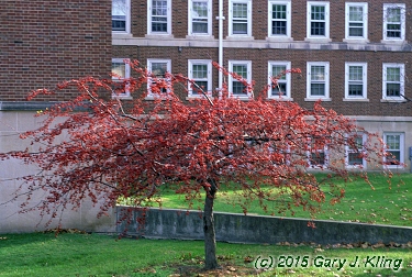 Malus sargentii