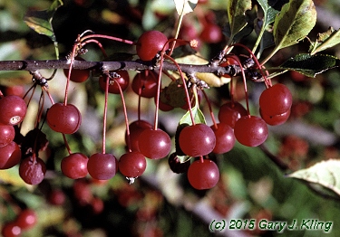 Malus sargentii