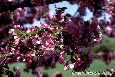 Malus x 'Selkirk'