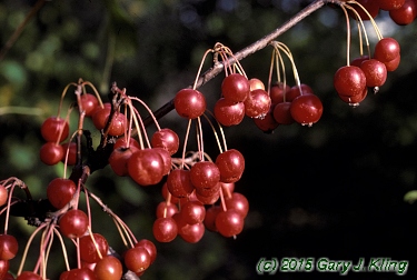 Malus x 'Selkirk'