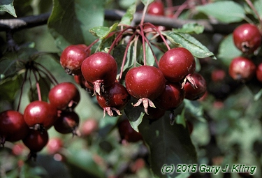 Malus x 'Selkirk'