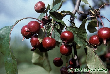 Malus x 'Selkirk'