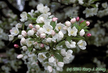 Malus x 'Snowdrift'