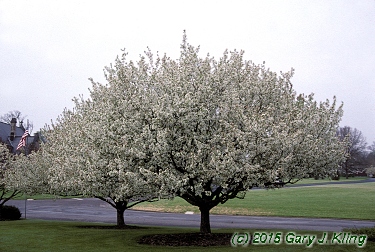 Malus x 'Snowdrift'