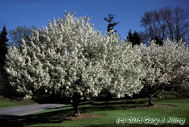 Malus x 'Snowdrift'
