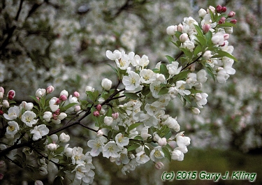 Malus x 'Snowdrift'