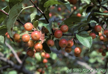 Malus x 'Snowdrift'